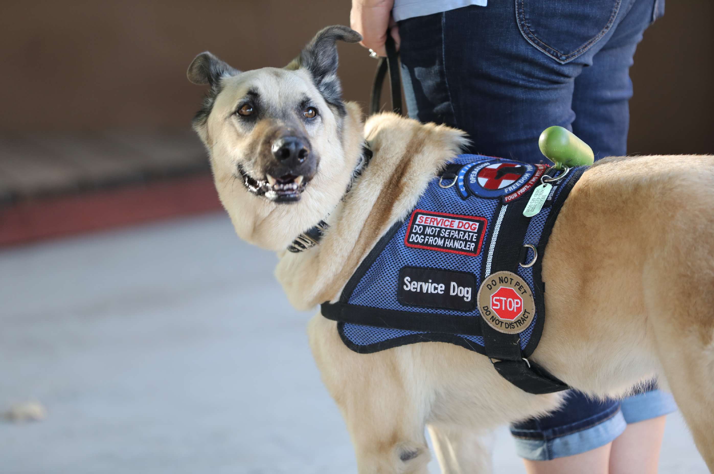 what does it take to be a service dog