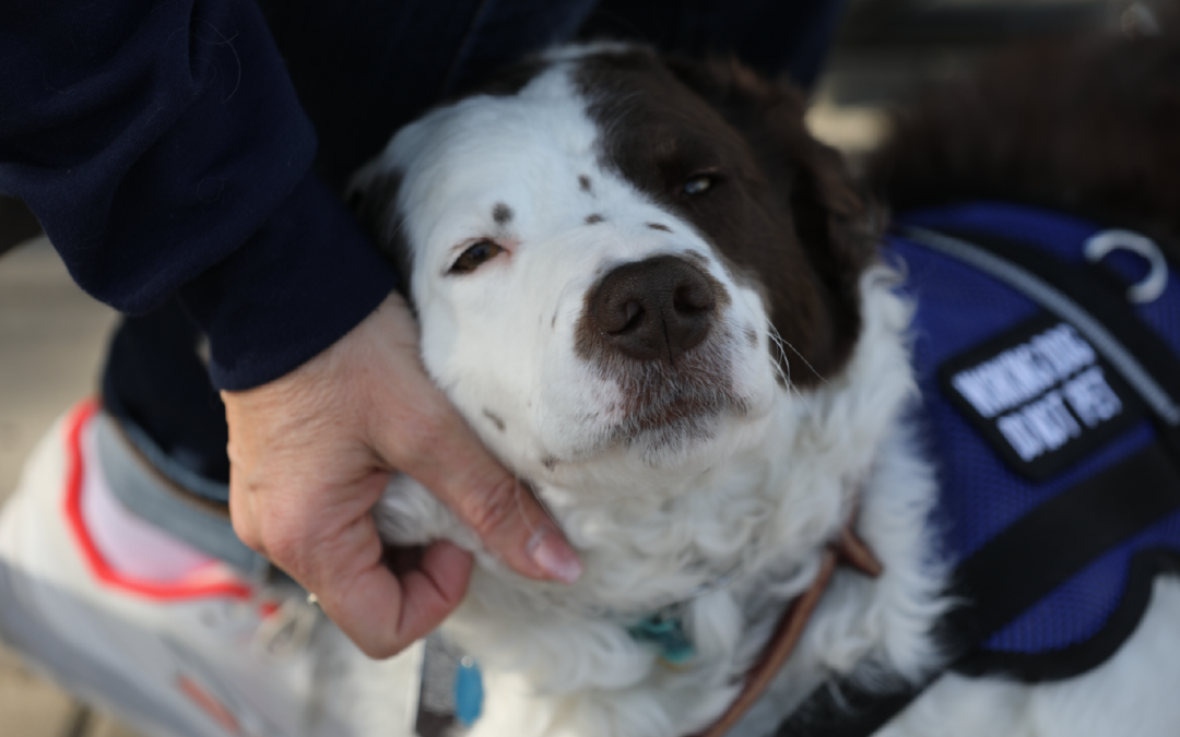 CBS Los Angeles Veterans’ Voices: Operation Freedom Paws