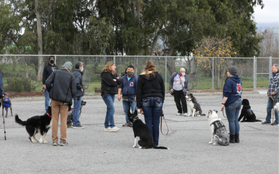 Operation Freedom Paws celebrates a decade of helping veterans and others with service dogs