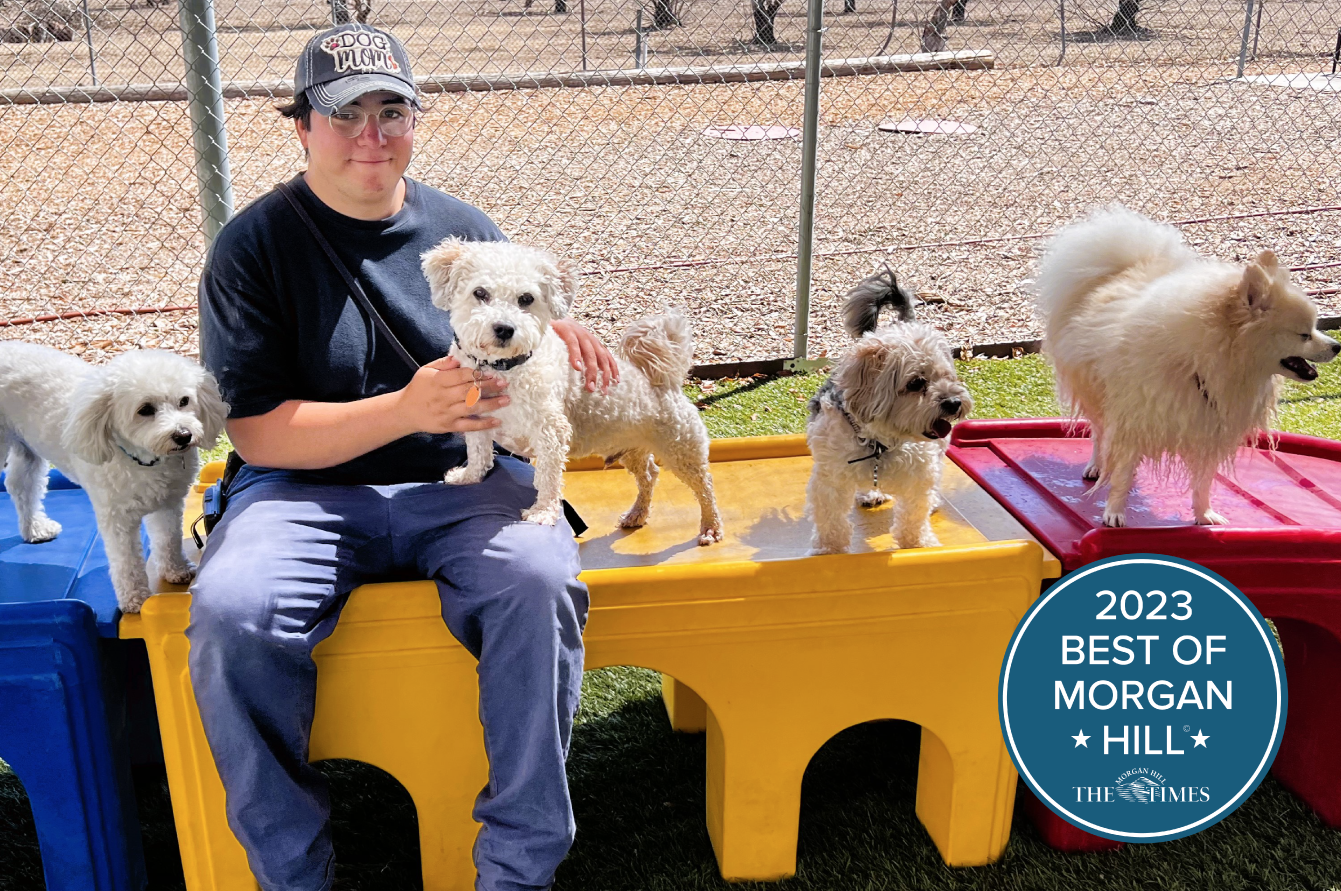Person working at the Kennel surrounded by 4 small dogs sitting on a colorful platform. Overlayed at the bottom right corner of the image is the 2023 Best of Morgan Hill logo.