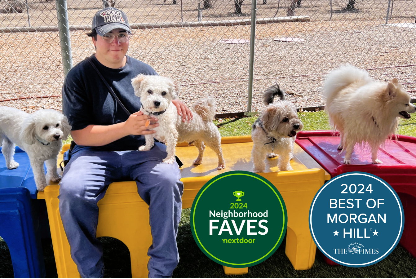 Person working at the Kennel surrounded by 4 small dogs sitting on a colorful platform. Overlayed at the bottom right corner of the image is the 2023 Best of Morgan Hill logo.