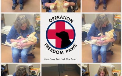 Meet Tedi: From Backyard Breeder to Future Service Dog